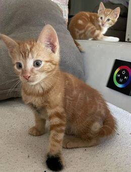 Kitte abzugeben - Ovelgönne