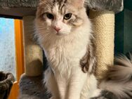 Cisco sucht ein neues zuahuse - Niederhosenbach