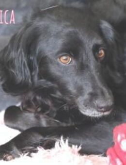 Chica braucht erfahrene Menschen - Untergruppenbach