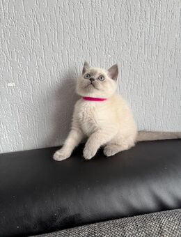 BKH - Blue Point Kitten (Verkaufen dringend wegen Auslandsreise) - Siegen (Universitätsstadt)