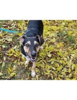 Janka - wartet in 99427 Weimar - Oberwies