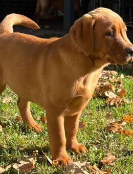 Labrador Foxred Welpen 2 Rüden - Molbergen