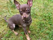 Chihuahua Hündin 3 Jahre alt - Neuwied