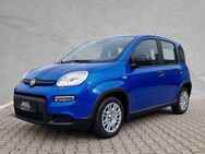 Fiat Panda, # # # # #, Jahr 2024 - Weiden (Oberpfalz)