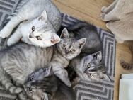 BKH Baby Katzen, Mädchen Kitten, reinrassig, bald abgabebereit! - Wolfratshausen