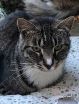 Lieber Billy sucht seine Familie - Margetshöchheim