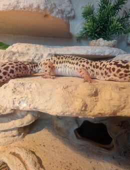 Leopardgekko inklusive Terrarium abzugeben - Zepelin