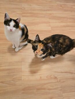 2 Kitten, 5 Monate beides Weibchen - Frankfurt (Main) Bergen-Enkheim