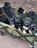 Schäferhund Welpen vom Urtyp in 99734