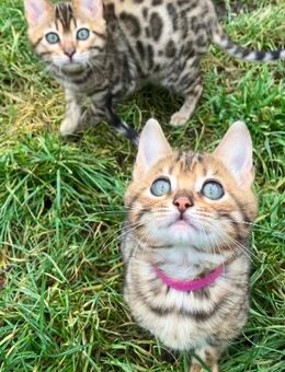 Bengal Kitten Katzenbabys - Massen-Niederlausitz