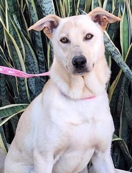 Yogurt - wer macht ihn wieder glücklich? - Laatzen