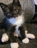 Katzenbabys in 64546