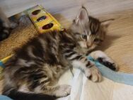 Noch 2 xxl maine coon kitten reinrassig - Bad Kissingen