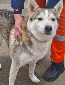 Alex, Besitzer ist verstorben - Berlin