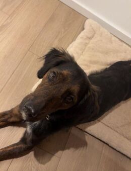 AKKI - Kuschelmonster will weiter lernen - Overath