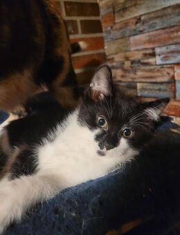 Zauberhaftes Maine Coon Mix Kitten - Stadland