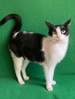 ✨ Traumkater Elliot sucht Liebe ✨ - Eislingen (Fils)