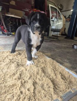 Zauberhafte reinrassige Alabai-Welpen - Hessisch Lichtenau