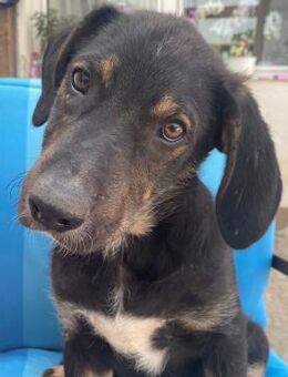 ✨ Zuckerschnute Welpe Finnley🌟 - Eislingen (Fils)