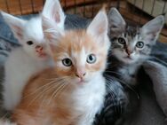 Maine Coon kitten - Berlin