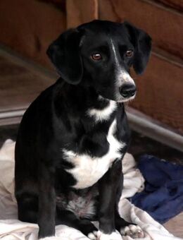 Daphne-vorsichtig und verspielt - Haan