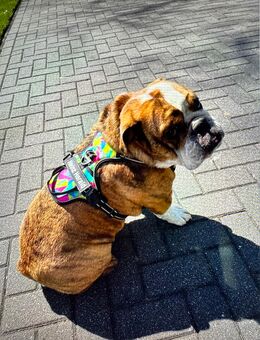 Englische Bulldogge Rüdiger sucht ein liebevolles Zuhause - Barum (Landkreis Lüneburg)