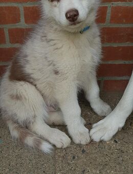 Muffin sucht noch seine Familie - Lauenburg (Elbe)