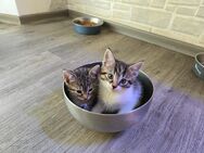 Katzen Babys - Erlangen