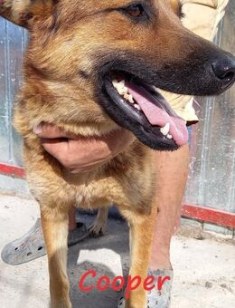 kleiner Genießer Cooper - Itzehoe