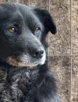 Birko, ist kein Draufgänger 🐾 - Elsdorf (Nordrhein-Westfalen)