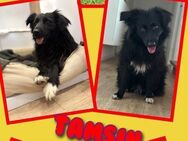 Tolle Tamsin wartet auf Besuch! - Nürnberg