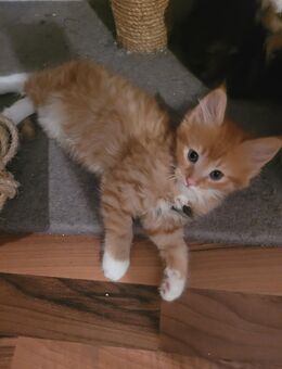 Zuckersüße Maine Coon Mix Kitten Langhaar - Bremerhaven
