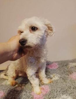 Dió, liebenswerter Senior, ca. 10 Jahre, - Vaterstetten