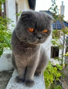 KITTY - Katze mit Charakter - Hof