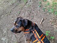 American Bully xl Ballou Junghund - Wörth (Donau)