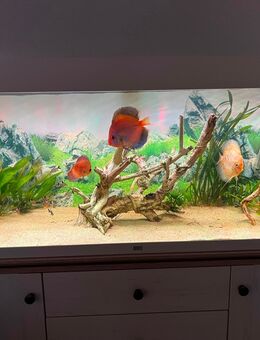 Juwel Rio 240 Aquarium ohne Unterschrank inkl. Helia Lux 1200 Spezial LED mit Appsteuerung - Egenhofen