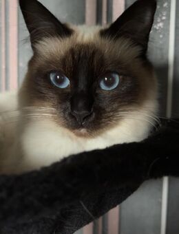 süße Heilige Birma Kater , suchen ab Anfang November ein Zuhause für immer. - Maasen