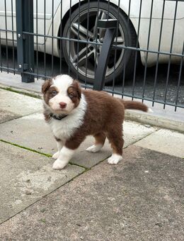 Australian Shepherd Welpen - Oberweser