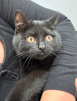 Bkh mix katze - Hechingen Zentrum