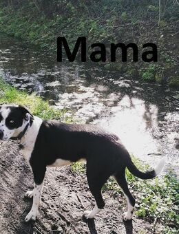 Welpen (Husky-Mischlinge) ab Dezember abgabebereit - Frankfurt (Main)