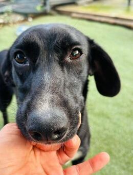 🆘🐾 Liebe Minnie in NOT❤️ - Eislingen (Fils)