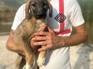 NILIX - putziger Hundejunge sucht Heim - Aerzen