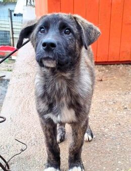 Cookie sucht noch ein zuhause 🥰 - Niederkrüchten
