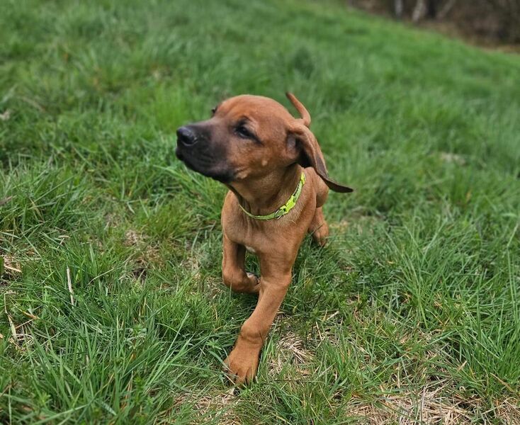 Rhodesian-Ridgeback Welpen - Wiebelsheim
