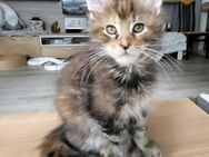 Hübsche Maine Coon Kitten - Nachrodt-Wiblingwerde