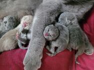 Reinrassige bkh Kitten - Büren