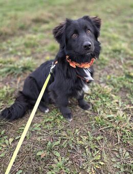 Unser niedlicher Wisky sucht sein Körbchen 8,5 Monate , und 30-35 cm groß,kastriert - Wolmirstedt Glindenberg