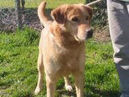 Freddie - Wer gibt Freddie eine Chance? - Obertshausen