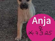 Anja 2-3 monate - Finning