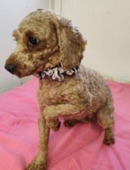 SHANTI - gemeinsam lernen und üben - Overath